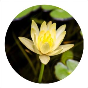 Yoidentity Lotus, Water Lily Plant Yellow