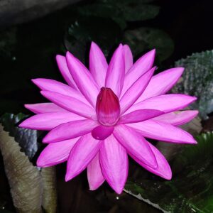 Yoidentity Pink Night Blooming Water Lily Plant