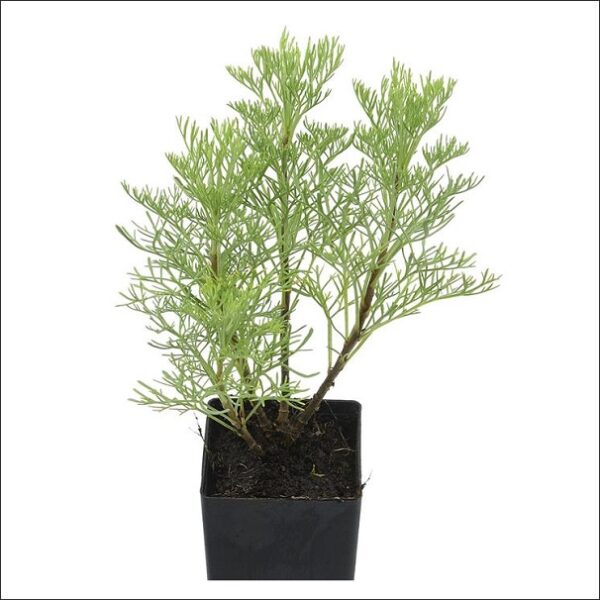 Yoidentity Davana, Artemisia Absinthium, Wormwood Plant