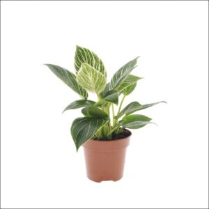 Yoidentity Philodendron Birkin Plant