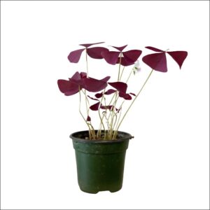 Yoidentity Purple Shamrock, Oxalis Triangularis Plant