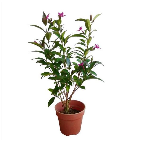Yoidentity Pseuderanthemum laxiflorum, Shooting Star, Purple Star, Amethyst Star Plant